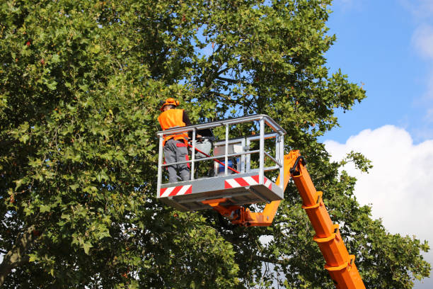 Reliable Hercules, CA Tree Care Services Solutions